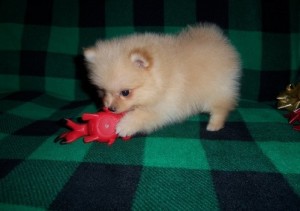 Gorgeous Pomeranian Puppies