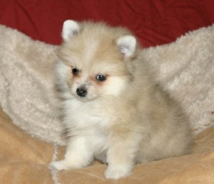 Healthy Pomeranian puppies for sale