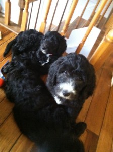 Sheepadoodle Puppies