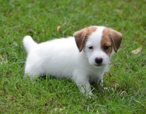 Jack Russell