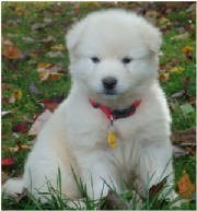 Alaskan Malamute Puppies