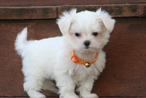 Pure Breed Tea-Cup Maltese puppies for Adoption