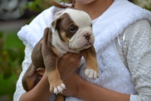 lovely english bulldog for adoption