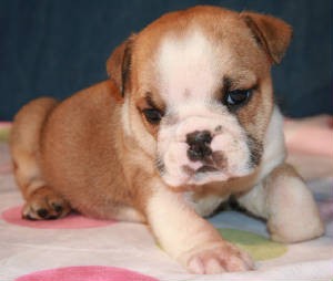 GORGEOUS AND CHARMING X-MASS ENGLISH BULLDOG PUPPIES FOR FREE ADOPTION