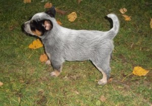 Lovely Australian Cattle Dog Puppies For Sale.reg