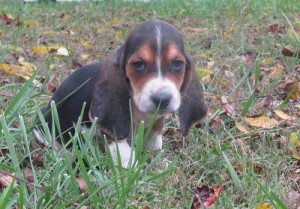 Sweet and Lovely Basset Hound Puppies For Sale..