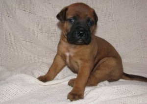 Cutie Bullmastiff Puppies For Sale Ready.