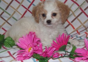 Wonderful Cavachon Puppies For Sale!