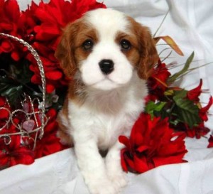 Playful Cavalier King Charles Spaniel Ready Now!