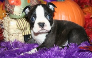 Boston Terrier Puppies For Sale.