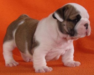 ADORABLE MALE AND FEMALE ENGLISH BULLDOG PUPPIES FOR X-MASS FREE ADOPTION.