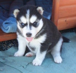 Christmas Blue Eyes Siberian Husky Puppies Available