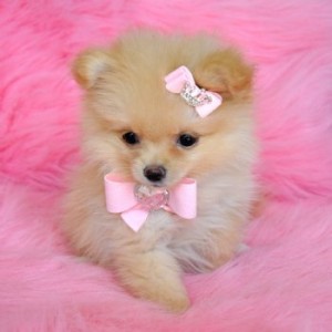 Tiny Cream Pomeranian Puppy.