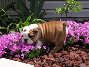 Adorable male and female english bulldog puppies for Xmas