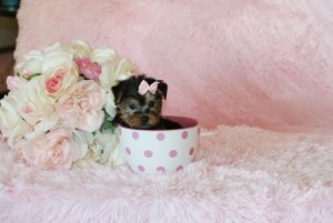 Charming Xmas Male And Female Yorkshire Terrier PupsFor adoption Now (we ship if need be)
