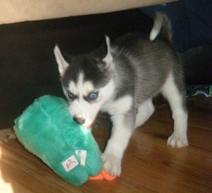 Siberian Husky available for christmas