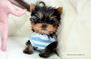 Healthy Teacup Yorkie Puppies for adoption