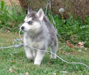 Awesome Blue Eyes siberian husly puppies, ,