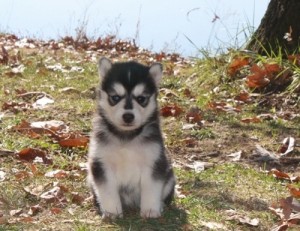 Price less siberian husky pupps ready