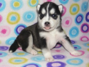 puppys for sale male and female Siberian husky