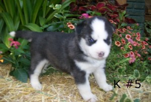 Intelligent Siberian Husky Puppies For Sale