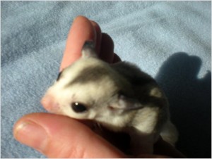 !!!!!!Sweet Sugar Glider Joeys For Adoption!!!!