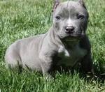 Pit bull puppies for rehoming