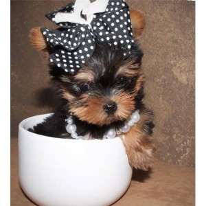 AFFECTIONATE TEACUP YORKIE PUPPIES FOR ADOPTION