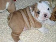Male and Female English Bull dog puppies for adoption