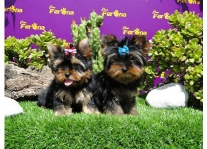 Yorkshire Terrier (Yorkie) Pups....10 Wks Old