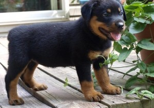 MALE AND FEMALE CARMING ROTTWEILER PUPPIES FOR FREE ADOPTION/AVAILABLE.GET BACK TO US WITH YOUR PHONE NUMBER