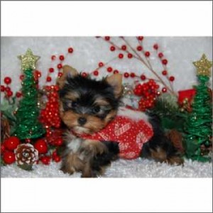 celebrity xmas Supper Cute Male and Female yorky Puppies Pending New Homes