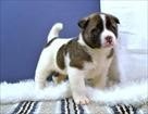 Excellent Beautiful Male And Female Akita Puppies For Sale Now Ready To Go Home.