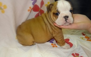 WRINKLED AND HEALTH GAURANTEED ENGLISH BULLDOG PUPPIES FOR X-MASS LOVE.