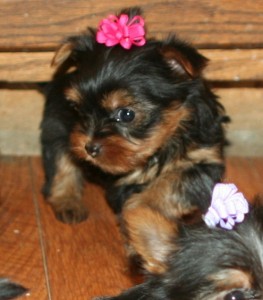 Cute and loving yorkie puppies for adoption