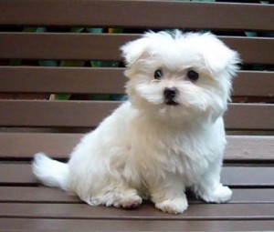 affordable maltese puppies for sale