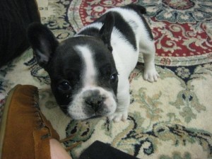 cute and adorable Beautiful AKC FRENCH BULLDOG