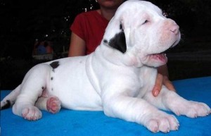 Excellent Male And Female Great Dane Puppies Ready For Sale
