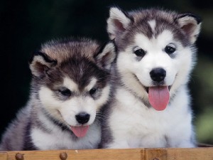 two siberian husky puppies for free adoption