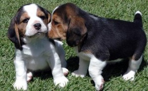 Excellent Male And Female Beagle Puppies Ready For Sale