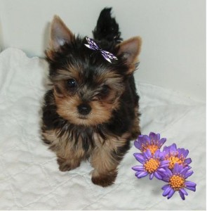 xmass adorable yorkie on adoption