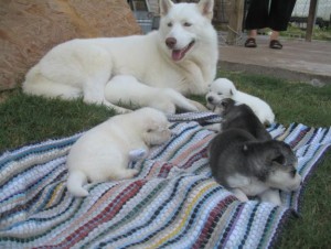 male/female blue eyes siberian husky pls text me @ 413-489-2502