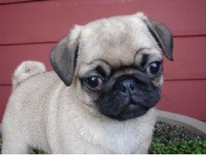 HEALTHY MALE AND FEMALE PUG PUPPIES FOR X-MAS
