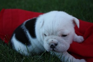 Magnificent cute male and female English Bulldogs puppies for adoption