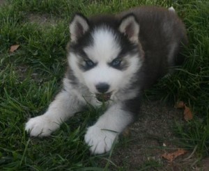 Adorable Siberian Husky Puppies For X-Mass