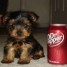 Amazing yorkshire terrier puppies for new family home