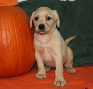 Labrador Retriever puppies for home adoption