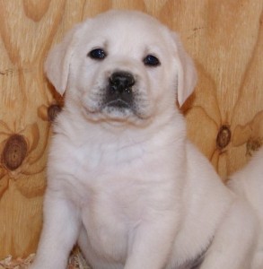 AKC LABRADOR RETRIEVER PUPPIES