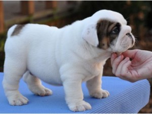 ENGLISH BULLDOG  PUPPIES FOR FREE ADOPTION