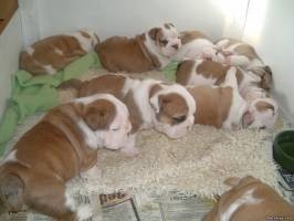 GORGEOUS AND CHARMING ENGLISH BULLDOG PUPPIES FOR FREE ADOPTION